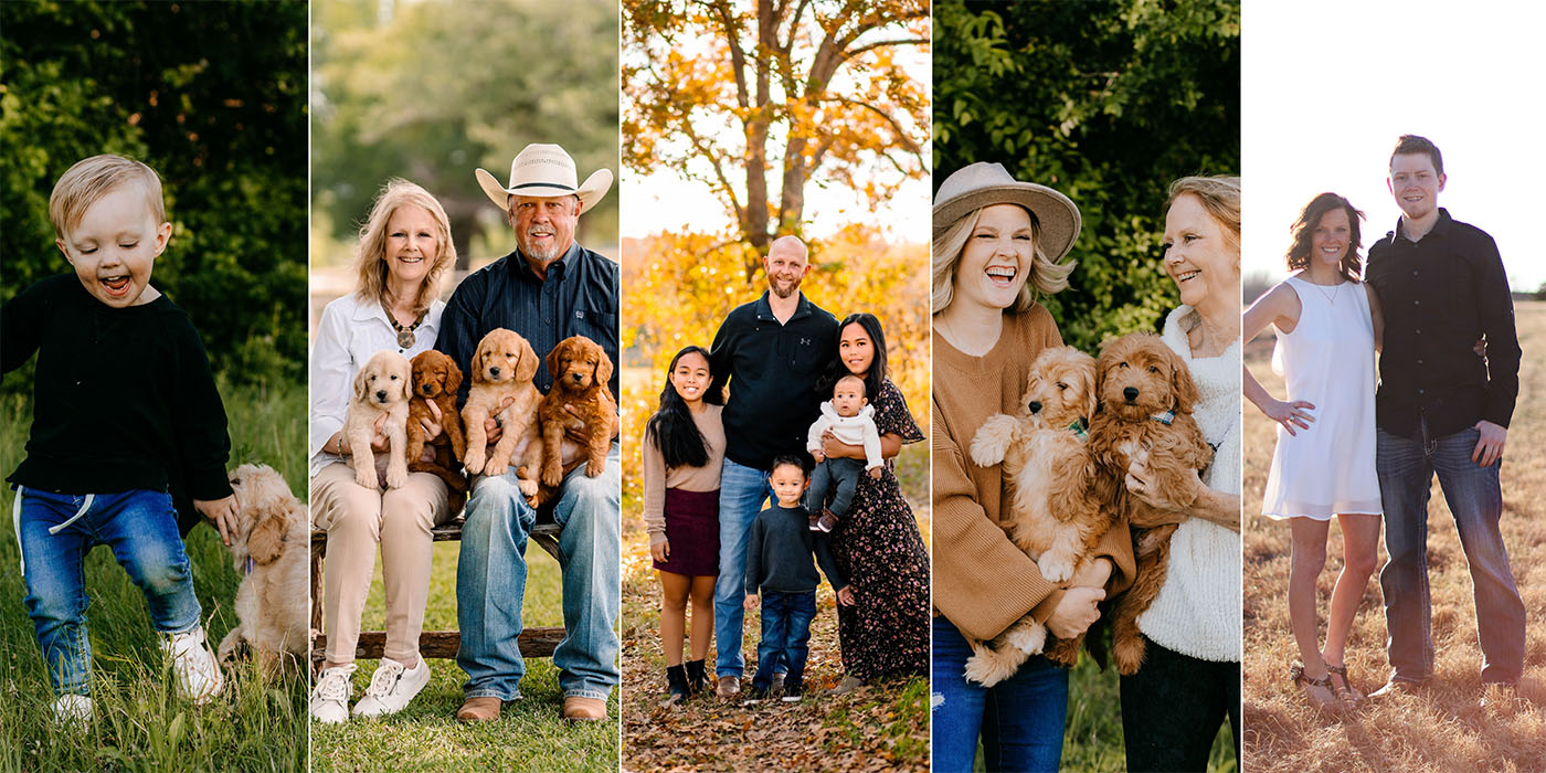The Lonestar Doodles family in Weatherford, Texas, with their goldendoodle puppies