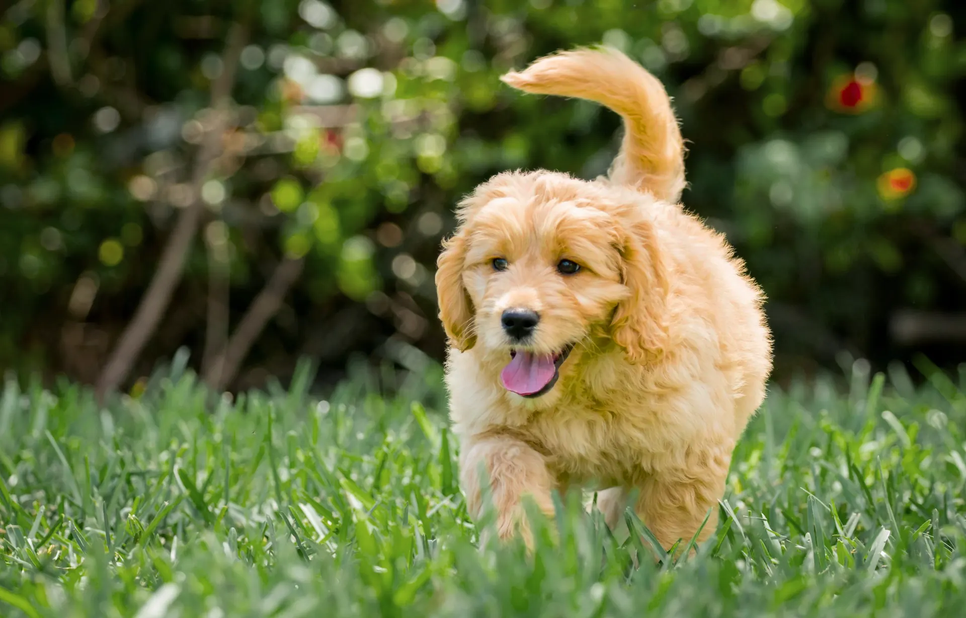 Goldendoodle puppy running through the grass
