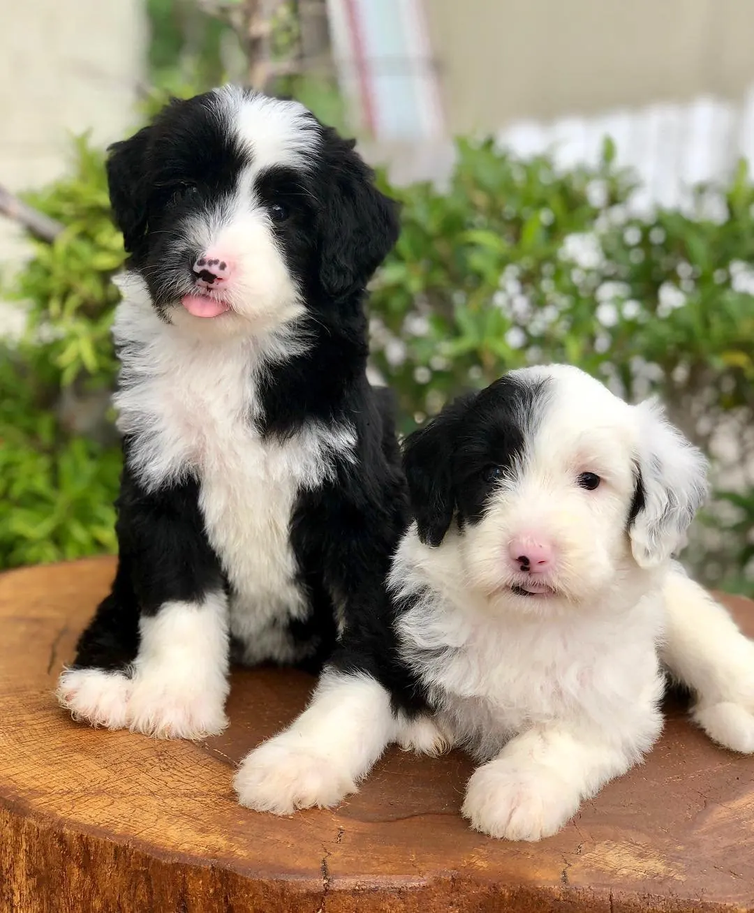 Two black-and-white Sheepadoodle puppies from a Lonestar Doodles litter